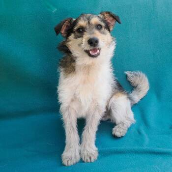 Terrier and Mixed Breed Dogs Available for Adoption in Richmond, California - ROADSTER | PetCurious