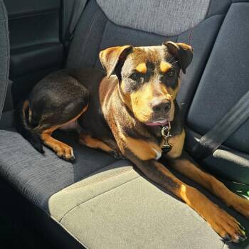 Rescue Mountain Cur Dogs for Adoption in Houston, Texas - Mia | PetCurious