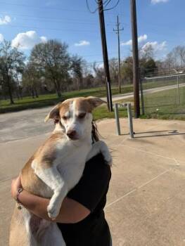 Husky Dogs Available for Adoption in Humble, Texas - Meadow | PetCurious
