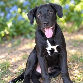 Mickey -  Labrador Retriever and Retriever Dog for Adoption in San Antonio, Texas - Mickey | PetCurious