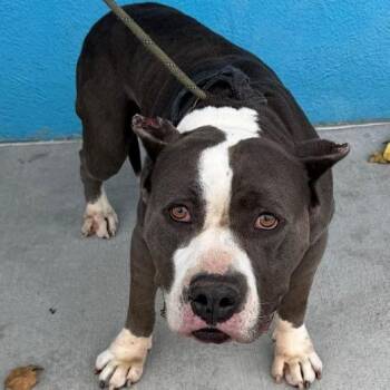 A5786665 -  Pit Bull Terrier Dog for Adoption in San Gabriel, California - A5786665 | PetCurious