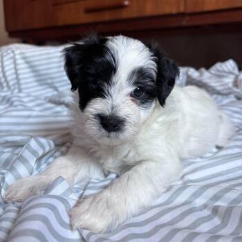 Topaz -  Cocker Spaniel and Chihuahua Dog for Adoption in Martinez, California - Topaz | PetCurious