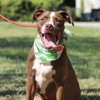 Jimmy -  Labrador Retriever and Pit Bull Terrier Dog for Adoption in Columbia, South Carolina - Jimmy | PetCurious
