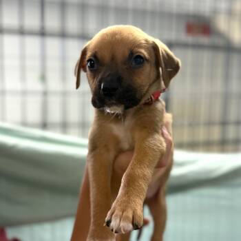 Hound Dogs Available for Adoption - Platypus | PetCurious