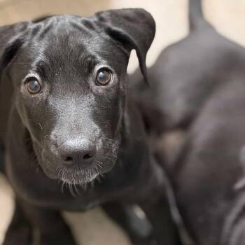 Mixed Breed Dogs Available for Adoption in Falls Church, Virginia - Daisy