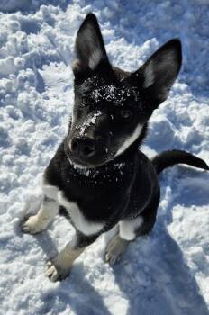 German Shepherd Dog and Siberian Husky Dogs Available for Adoption in Richboro, Pennsylvania - Echo | PetCurious