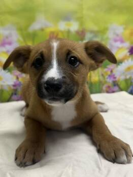 Terrier and Mixed Breed Dogs Available for Adoption in San Antonio, Texas - Celeste | PetCurious