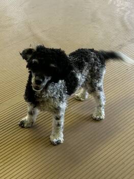 JOSIE -  Poodle Dog for Adoption in Elyria, Ohio - JOSIE | PetCurious