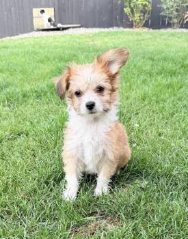 Gerbil -  Chihuahua and Poodle Dog for Adoption in Beavercreek, Oregon - Gerbil | PetCurious