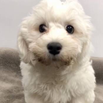 Rescue Bichon Frise Dogs for Adoption in Lincolnwood, Illinois - Michael | PetCurious