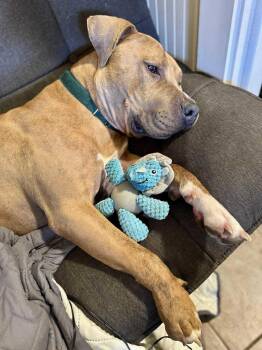 Rescue American Staffordshire Terrier Dogs for Adoption in Salem, New Hampshire - Brutu | PetCurious