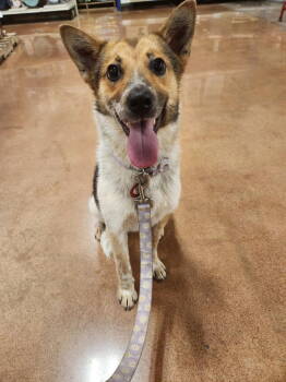 Rescue Australian Cattle Dog Blue Heeler Dogs for Adoption in Nashville, Tennessee - Kori | PetCurious