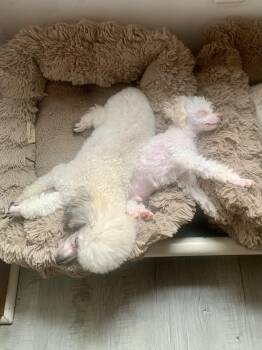 Poodle Dogs Available for Adoption - Ginger And Tinsel  | PetCurious