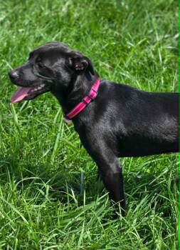 BAYLEE -  Labrador Retriever Dog for Adoption in Moberly, Missouri - BAYLEE | PetCurious