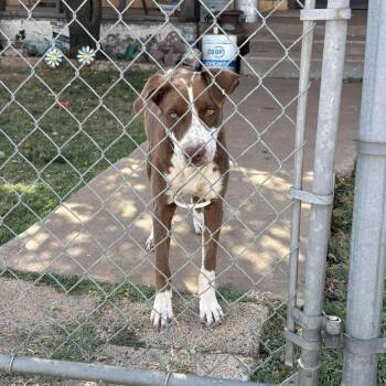 Rescue Mixed Breed Dogs for Adoption in Boone, Iowa - Maple | PetCurious