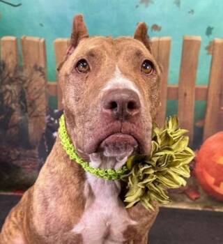 Rescue Fox Terrier and Mixed Breed Dogs for Adoption in Mason, Michigan - Poppy | PetCurious