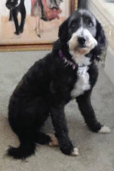 Sophie -  Bernadoodle Dog for Adoption in Maryville, Tennessee - Sophie | PetCurious