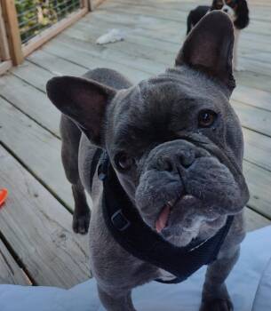French Bulldog Dogs Available for Adoption in Houston, Texas - Tank | PetCurious