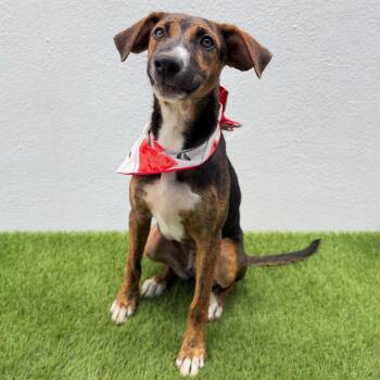 PATAGONIA -  German Shepherd Dog and Jack Russell Terrier Dog for Adoption in San Diego, California - PATAGONIA | PetCurious
