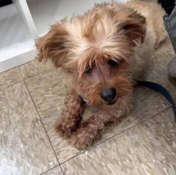 Rudolph -  Maltese and Yorkshire Terrier Dog for Adoption - Rudolph | PetCurious