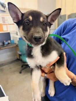 German Shepherd Dog Dogs Available for Adoption - SCHMIDT | PetCurious