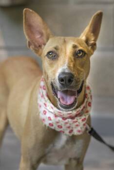 Flaca -  Basenji and Whippet Dog for Adoption in Calgary, Alberta - Flaca | PetCurious