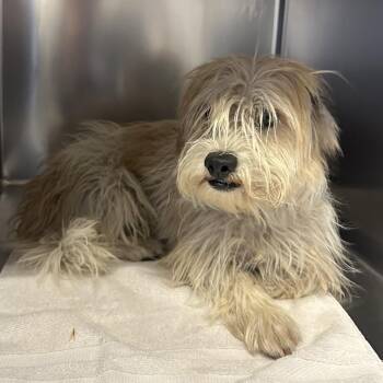 IVHS-Stray-142704 -  Terrier and Shih Tzu Dog for Adoption in San Gabriel, California - IVHS-Stray-142704 | PetCurious