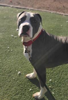 Pit Bull Terrier Dogs Available for Adoption - Kilo | PetCurious