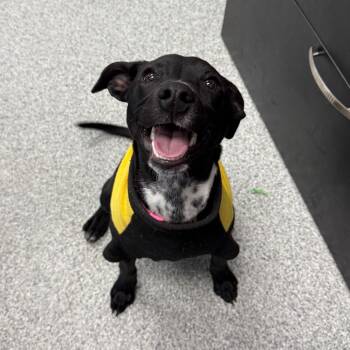 Terrier and Greyhound Dogs Available for Adoption - Spaghetti | PetCurious