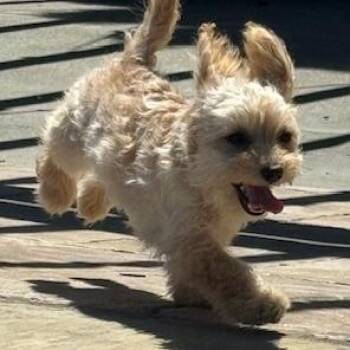 Cockapoo Dogs Available for Adoption in Antioch, California - Sandy | PetCurious