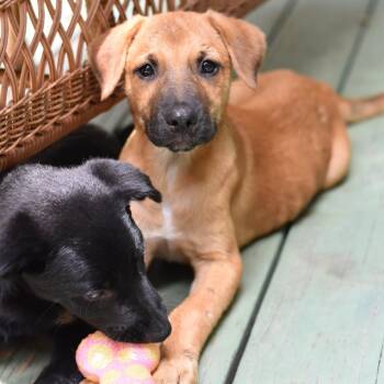 Mika (Victoria Litter) -  Labrador Retriever and Shepherd Dog for Adoption in Conroe, Texas - Mika (Victoria Litter) | PetCurious