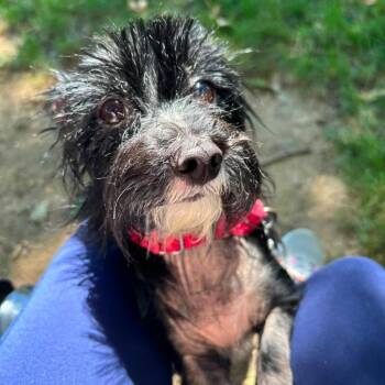 Prince Tony -  Yorkshire Terrier Dog for Adoption in Baltimore, Maryland - Prince Tony | PetCurious