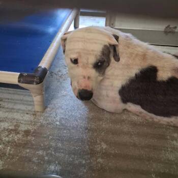 Nala 26-10-039 -  Pit Bull Terrier Dog for Adoption in Bastrop, Texas - Nala 26-10-039 | PetCurious