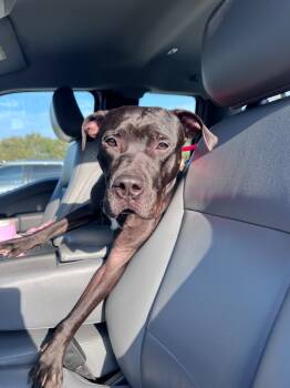 Rescue American Staffordshire Terrier and Mixed Breed Dogs for Adoption in Rockport, Texas - Bob Marley | PetCurious