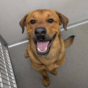 German Shepherd Dog Dogs Available for Adoption in Des Moines, Iowa - Oso | PetCurious