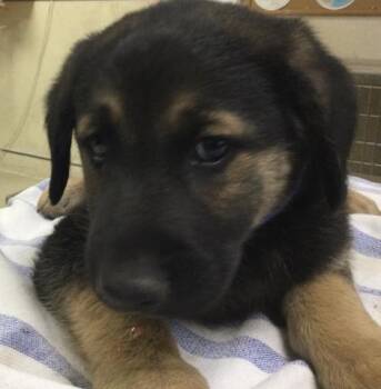 OSO -  German Shepherd Dog Dog for Adoption in Riverside, California - OSO | PetCurious