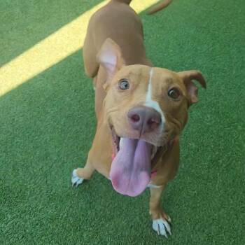 Rescue English Bulldog Dogs for Adoption in Lakeland, Florida - Margarita | PetCurious