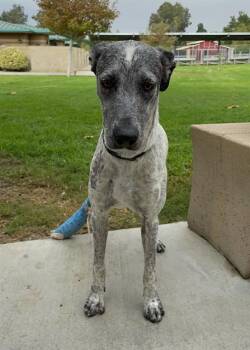 Pointer and Mixed Breed Dogs Available for Adoption - MAY | PetCurious