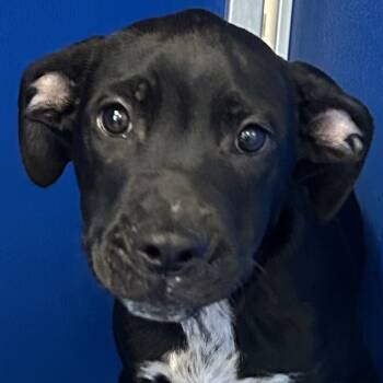 Rescue Mixed Breed Dogs for Adoption in Las Cruces, New Mexico - Tuxedo | PetCurious