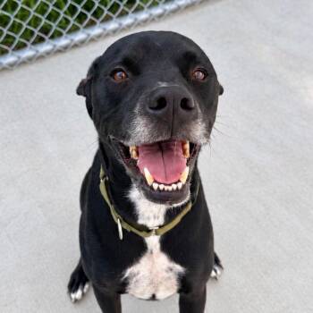Russell -  Mixed Breed Dog for Adoption in Warren, Ohio - Russell | PetCurious