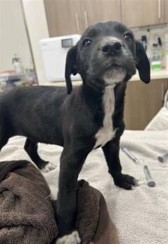 Labrador Retriever Dogs Available for Adoption in Baytown, Texas - HELIO | PetCurious