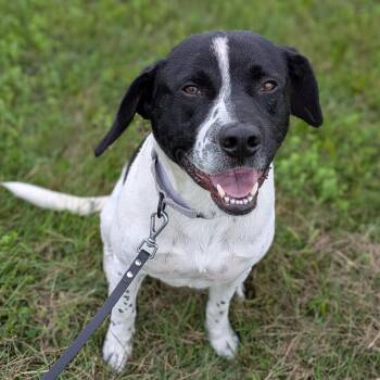 Sawyer -  Hound Dog for Adoption in Syracuse, New York - Sawyer | PetCurious
