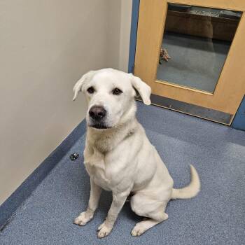 Art -  Great Pyrenees and Labrador Retriever Dog for Adoption in Suffolk, Virginia - Art | PetCurious