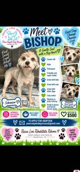 Bishop -  Miniature Schnauzer Dog for Adoption in Nashville, Tennessee - Bishop | PetCurious