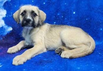 Labrador Retriever and Mixed Breed Dogs Available for Adoption in Elmira, New York - Sunflower | PetCurious