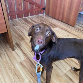 Poptart -  Chihuahua and Labrador Retriever Dog for Adoption in Bend, Oregon - Poptart | PetCurious
