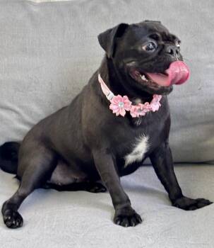Lucero -  Pug Dog for Adoption - Lucero | PetCurious