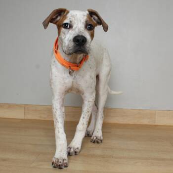 Cattle Dog and Pit Bull Terrier Dogs Available for Adoption in Minnetonka, Minnesota - Joey D68971 | PetCurious