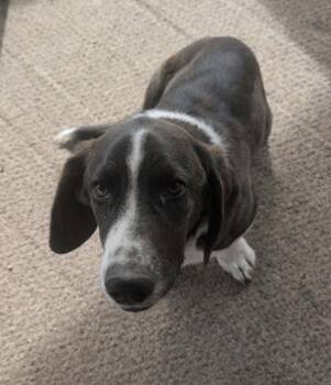Basset Hound Dogs Available for Adoption - Colin | PetCurious