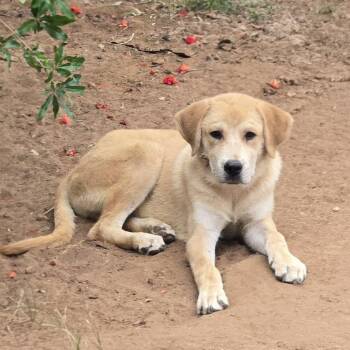 Labrador Retriever Dogs Available for Adoption in Brookeville, Maryland - Buddy | PetCurious